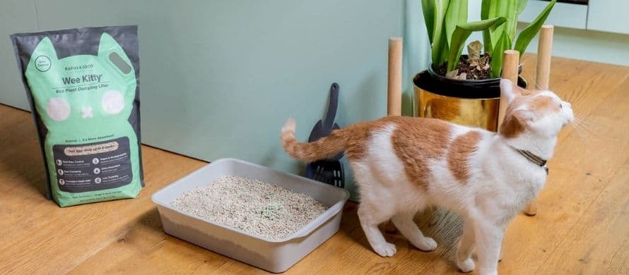 نکات مهم در مورد خاک گربه