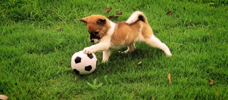 نکاتی در مورد ورزش سگ ها در هر روز:
