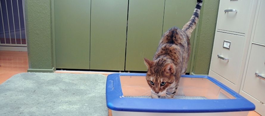 آموزش دستشویی به گربه در جعبه خاک