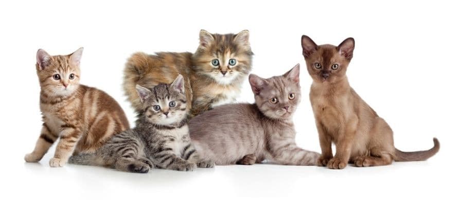 نژادهای مختلف گربه