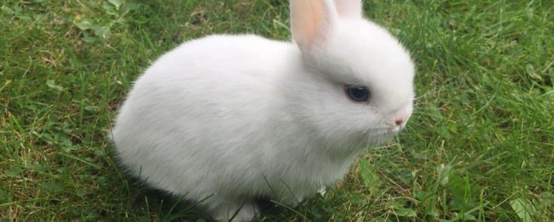 نژاد خرگوش کوتوله هلندی