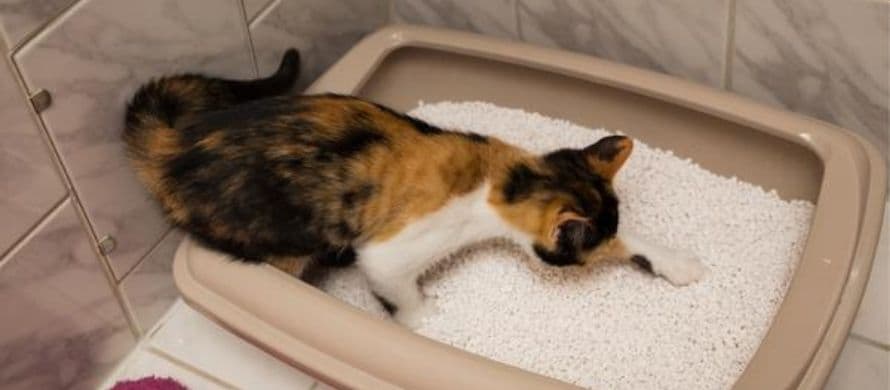عوامل مهم برای دستشویی نکردن گربه در جعبه خاک