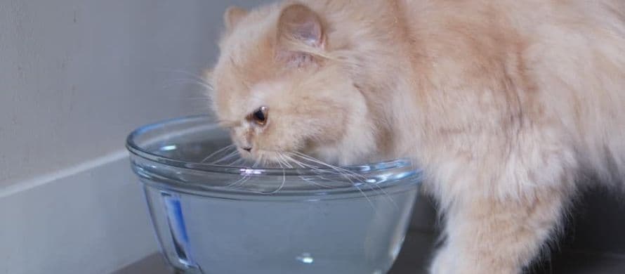 نکاتی در مورد ظرف آب گربه پرشین
