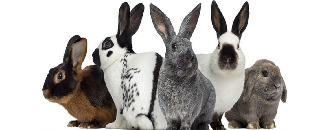 انواع نژاد خرگوش خانگی